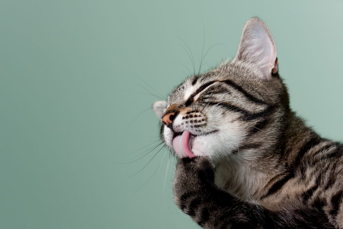 猫咪隔离护理套装（Feline Isolation Kit）
